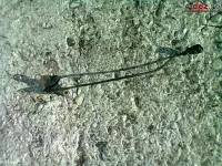 Senzor impulsuri volanta/arbore cotit Renault Megane 1998
