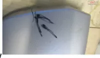 Spoiler Bara Fata Suzuki Vitara 2 2015